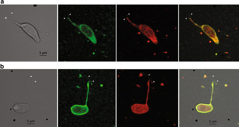 Fig. 3