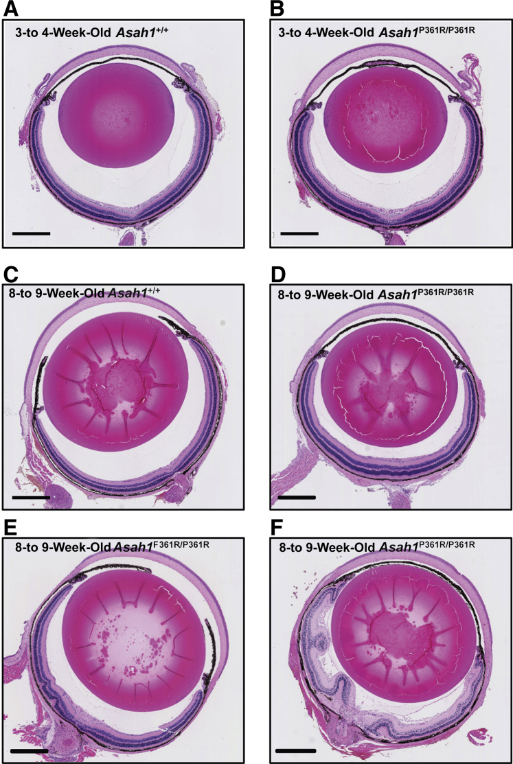 Figure 6