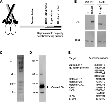 FIG. 1.