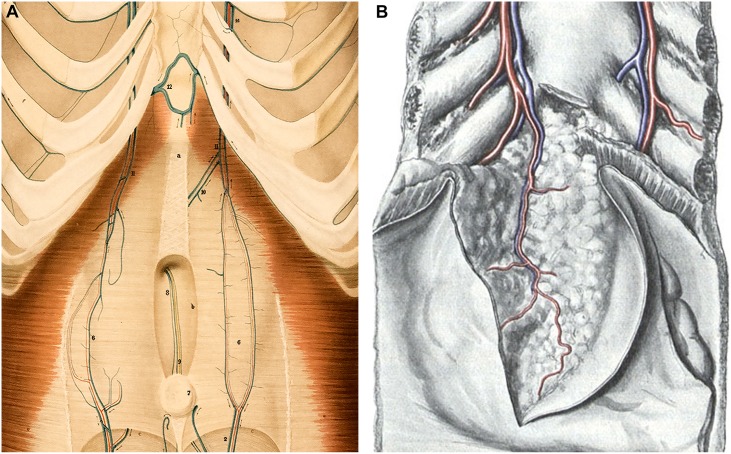 CT of the paraumbilical and ensiform veins in patients with superior ...