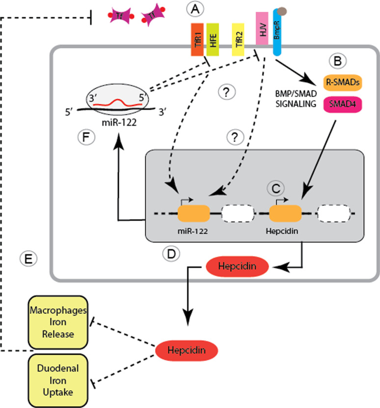 Fig. 2