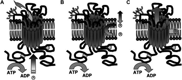 FIGURE 7