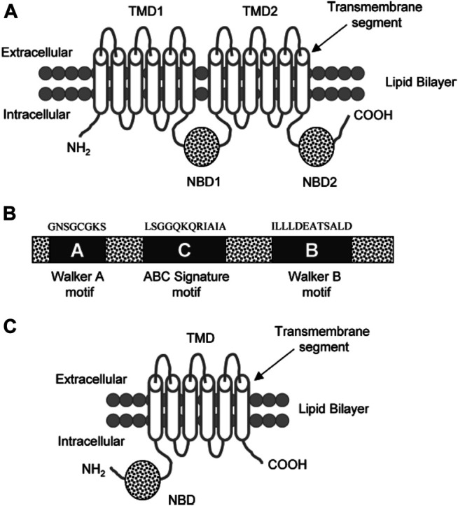 FIGURE 6