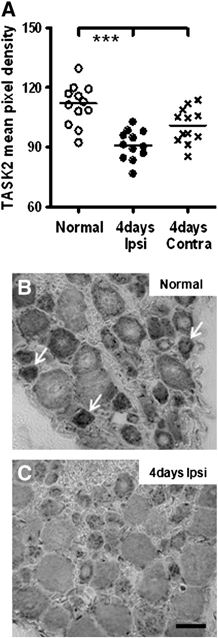 Fig. 5