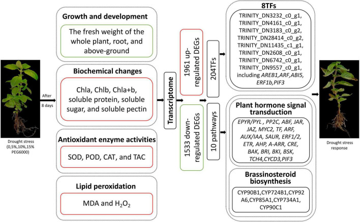 FIGURE 13