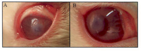 FIGURE 17