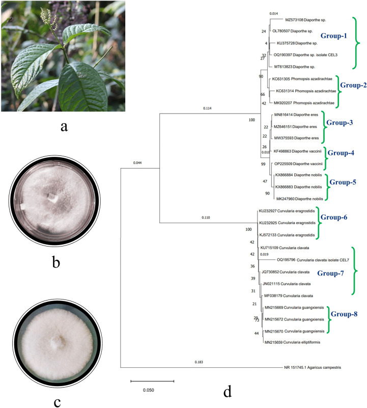 Figure 1