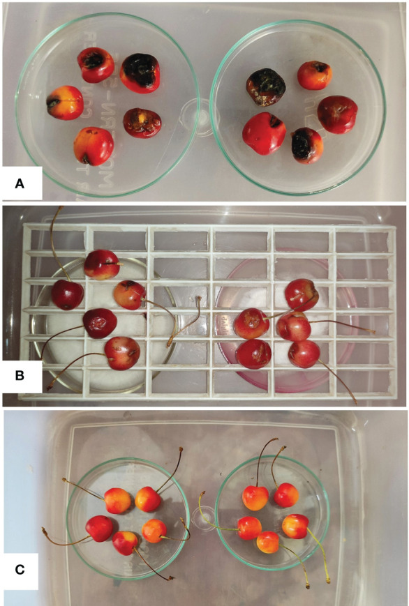 Figure 2
