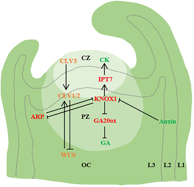 Figure 1