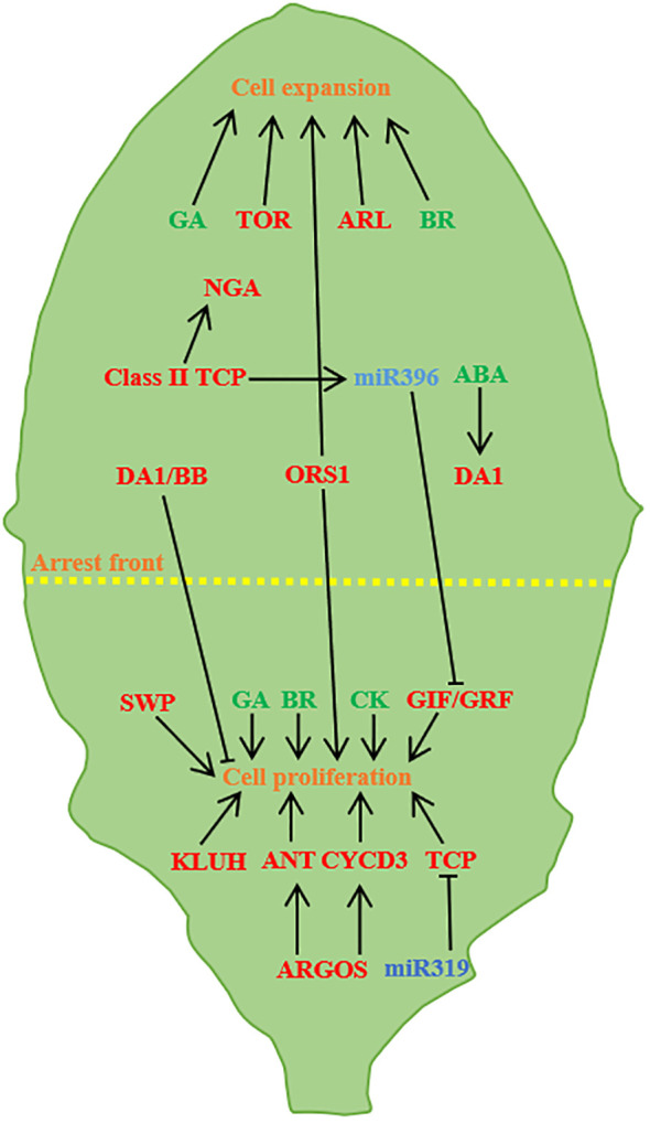 Figure 3