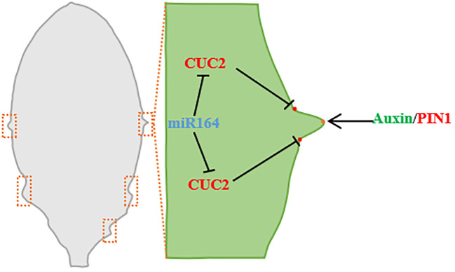 Figure 4