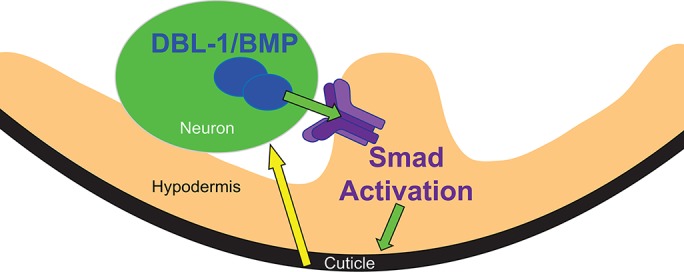 FIGURE 6: