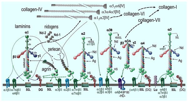 Fig. (1)