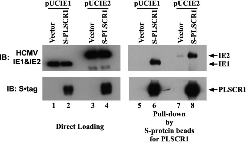 FIG 6