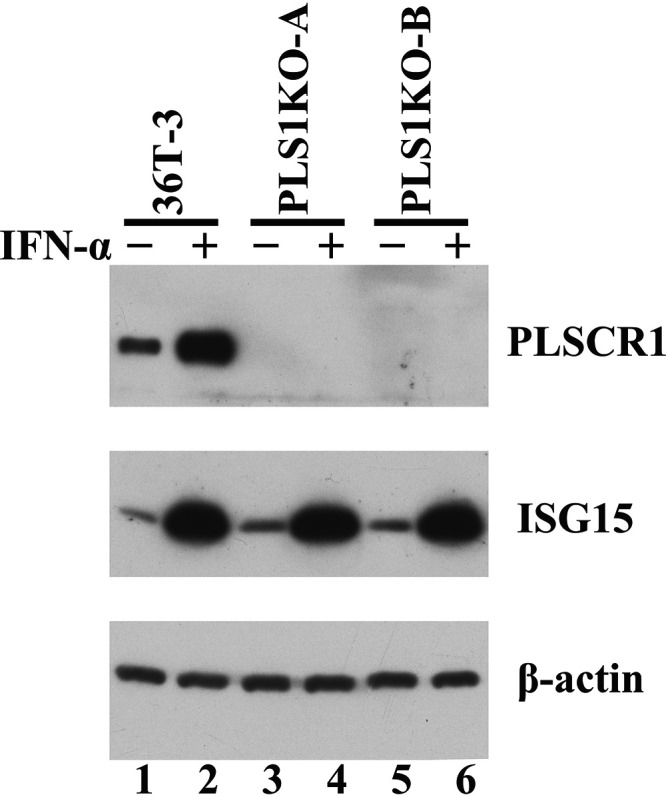 FIG 3