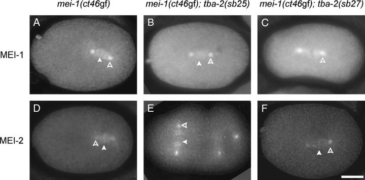 Figure 3.—