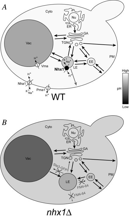 Figure 7.