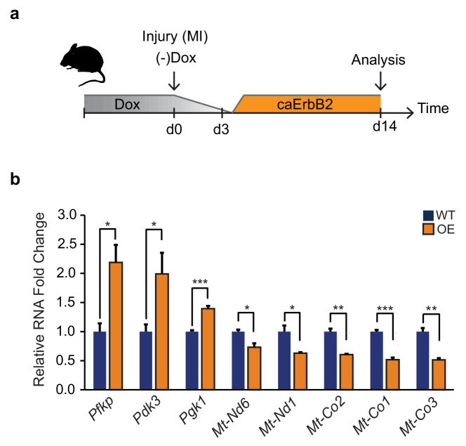 Figure 7—figure supplement 1.