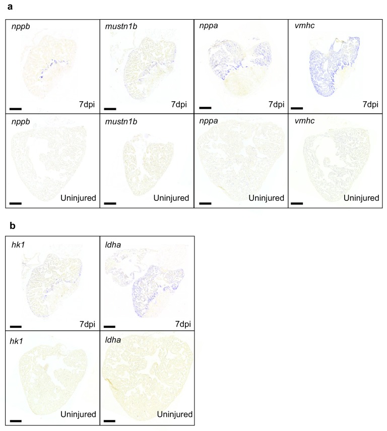 Figure 1—figure supplement 4.