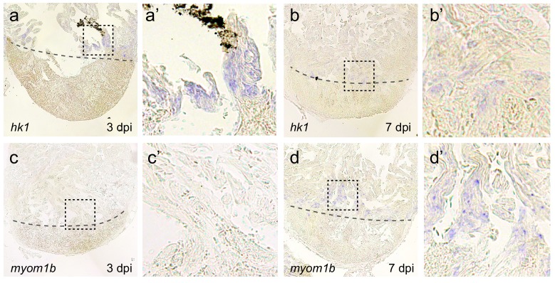 Figure 3—figure supplement 1.