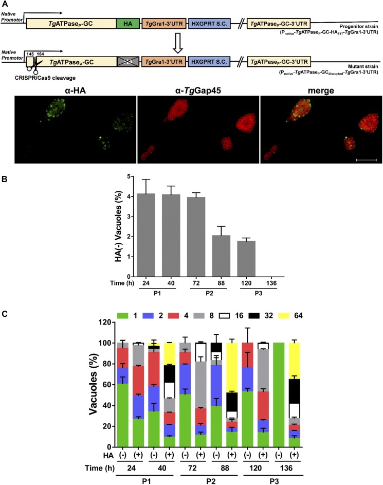 Figure 3.