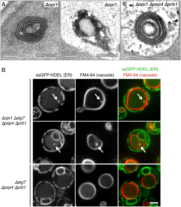 Fig. 7.