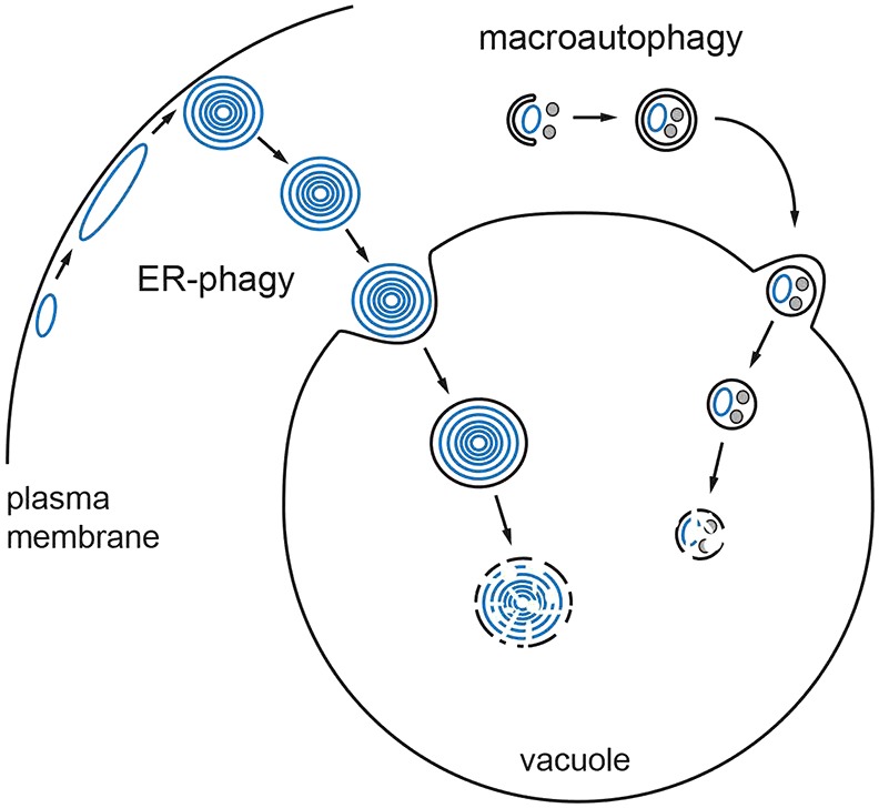 Fig. 8.