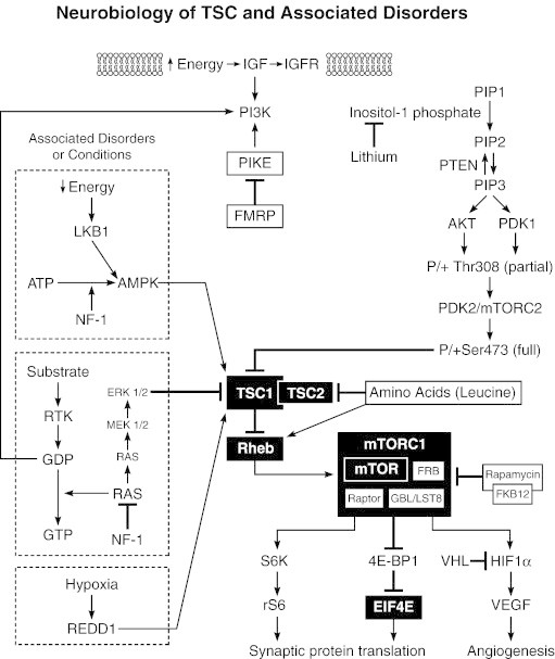 Fig. 2