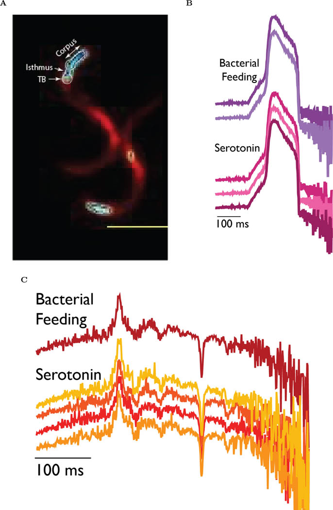 Figure 4: