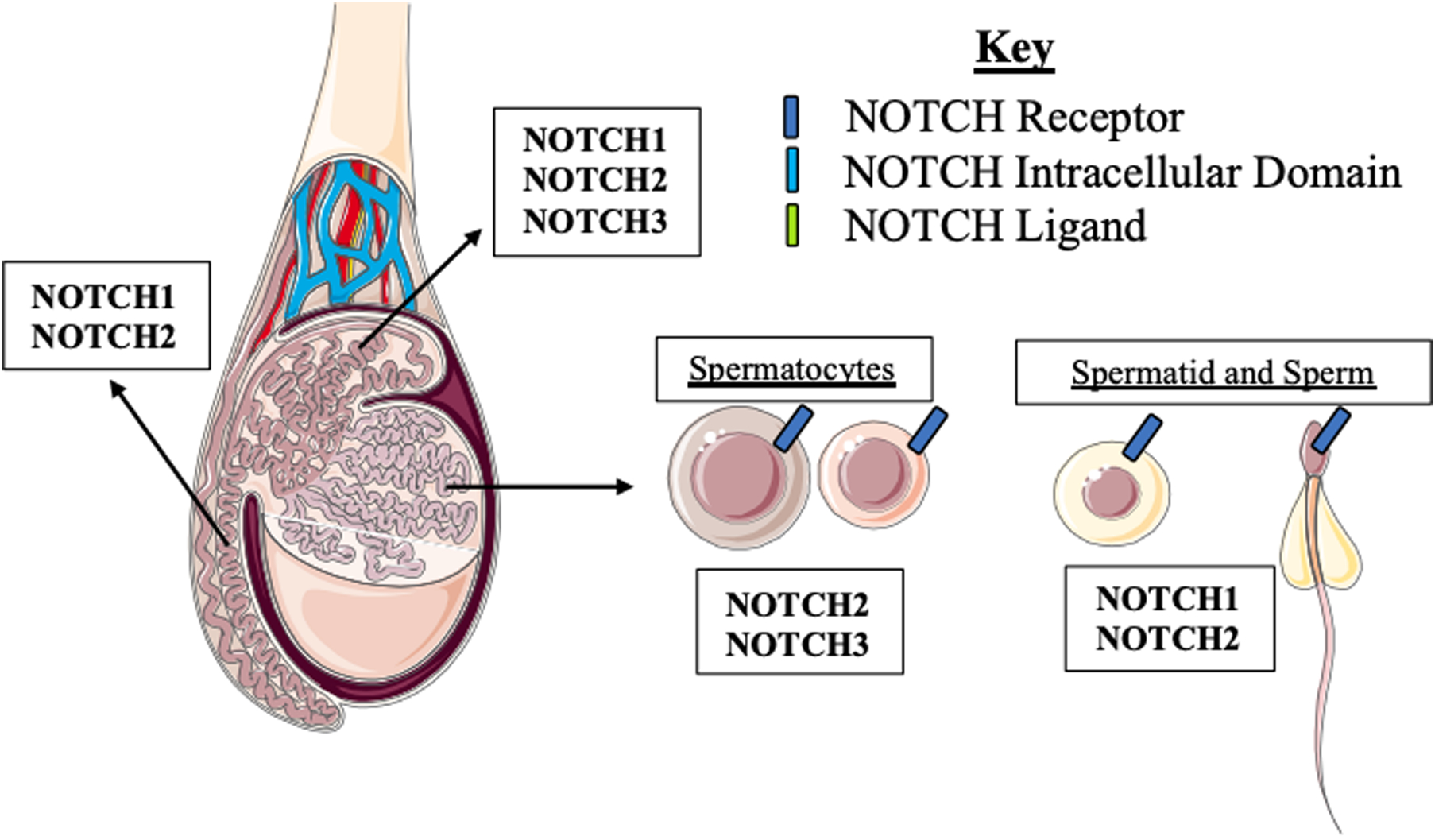 Key Figure 2: