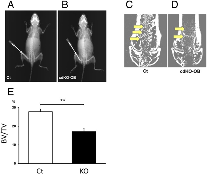 Fig. 8.