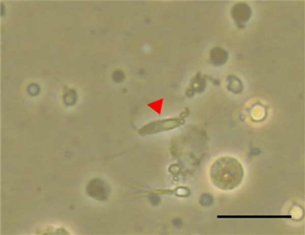 Fig. 1.