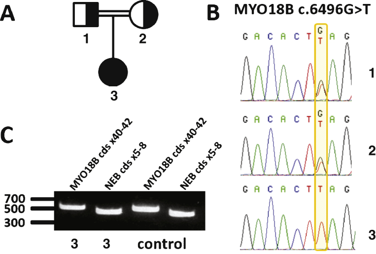 Fig.2