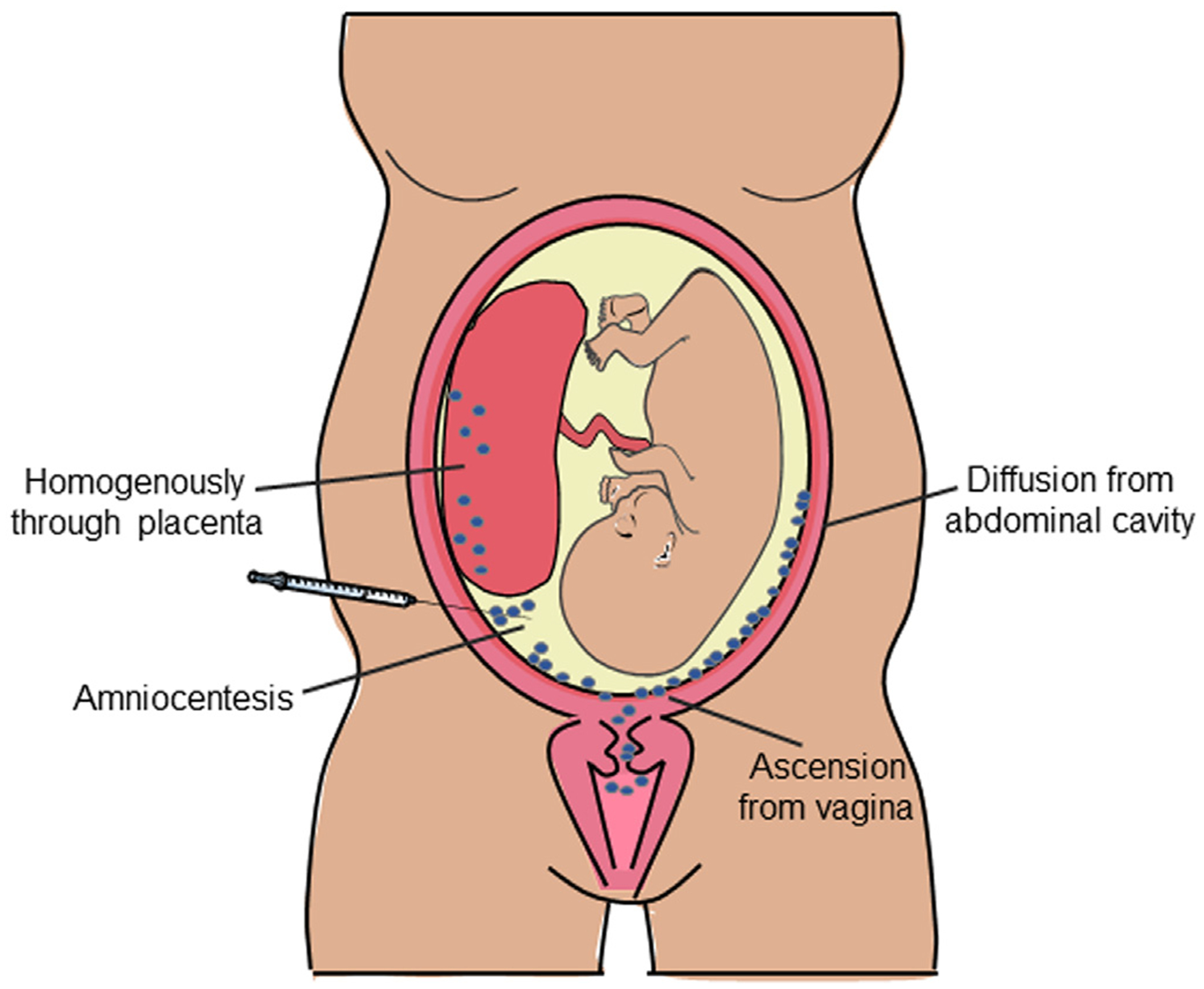 Fig. 3.