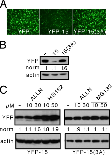 FIGURE 5.