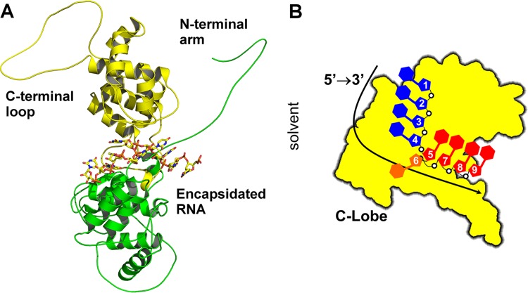 FIG 1