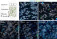 Figure 5—figure supplement 2.