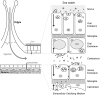 Figure 11.