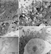 Figure 2—figure supplement 1.