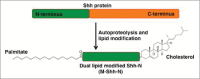 Fig. 2: