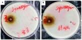 Figure 13