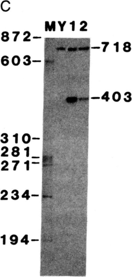 graphic file with name pnas00344-0150-a.jpg