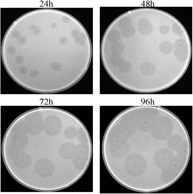 FIGURE 1