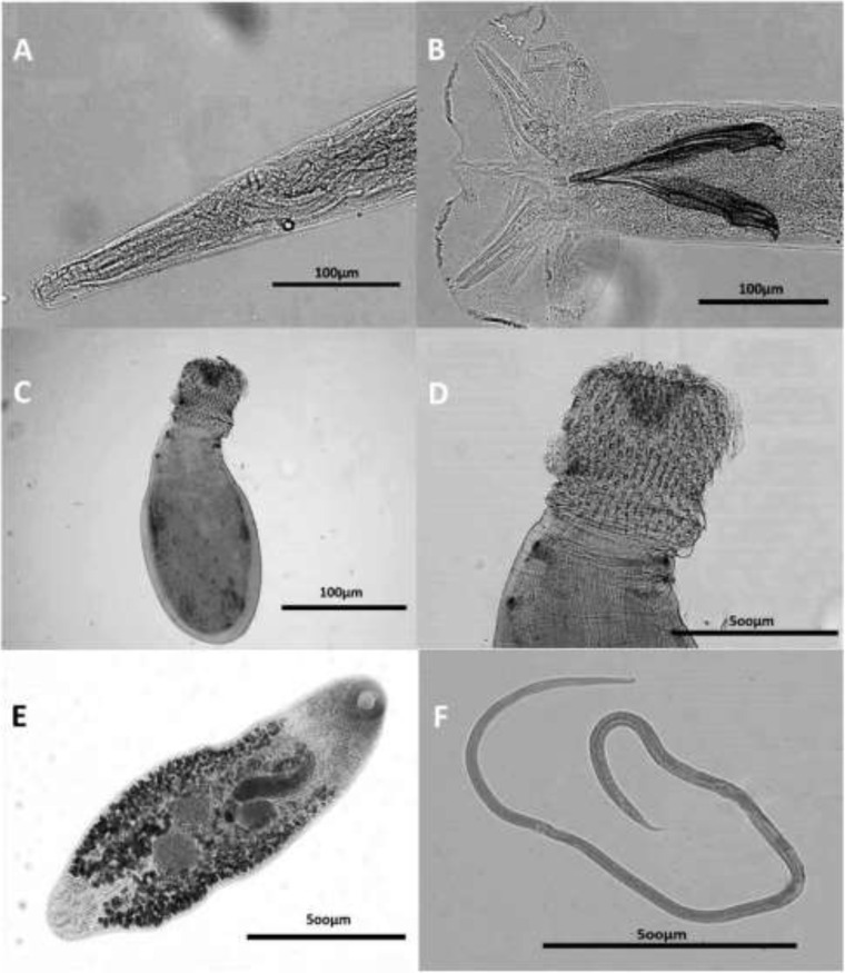 Fig. 2: