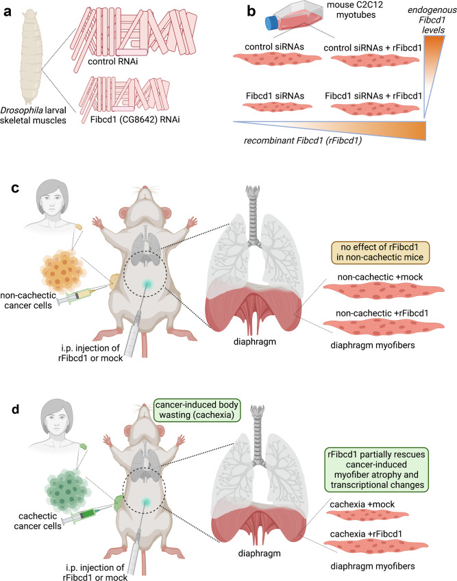 Fig. 8