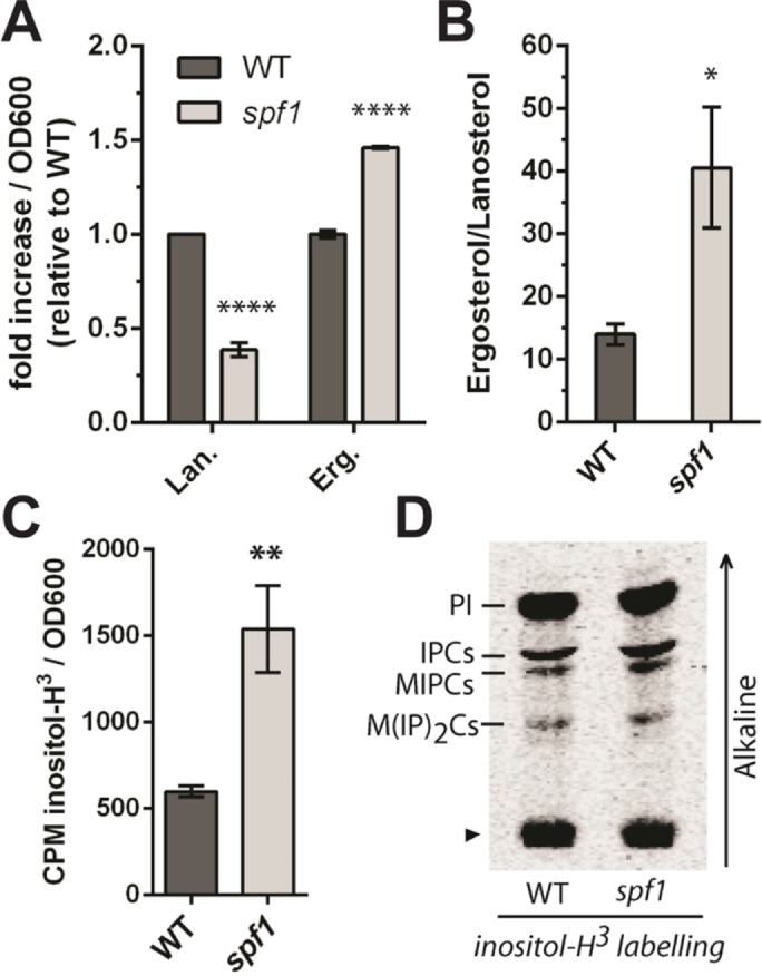 FIGURE 6: