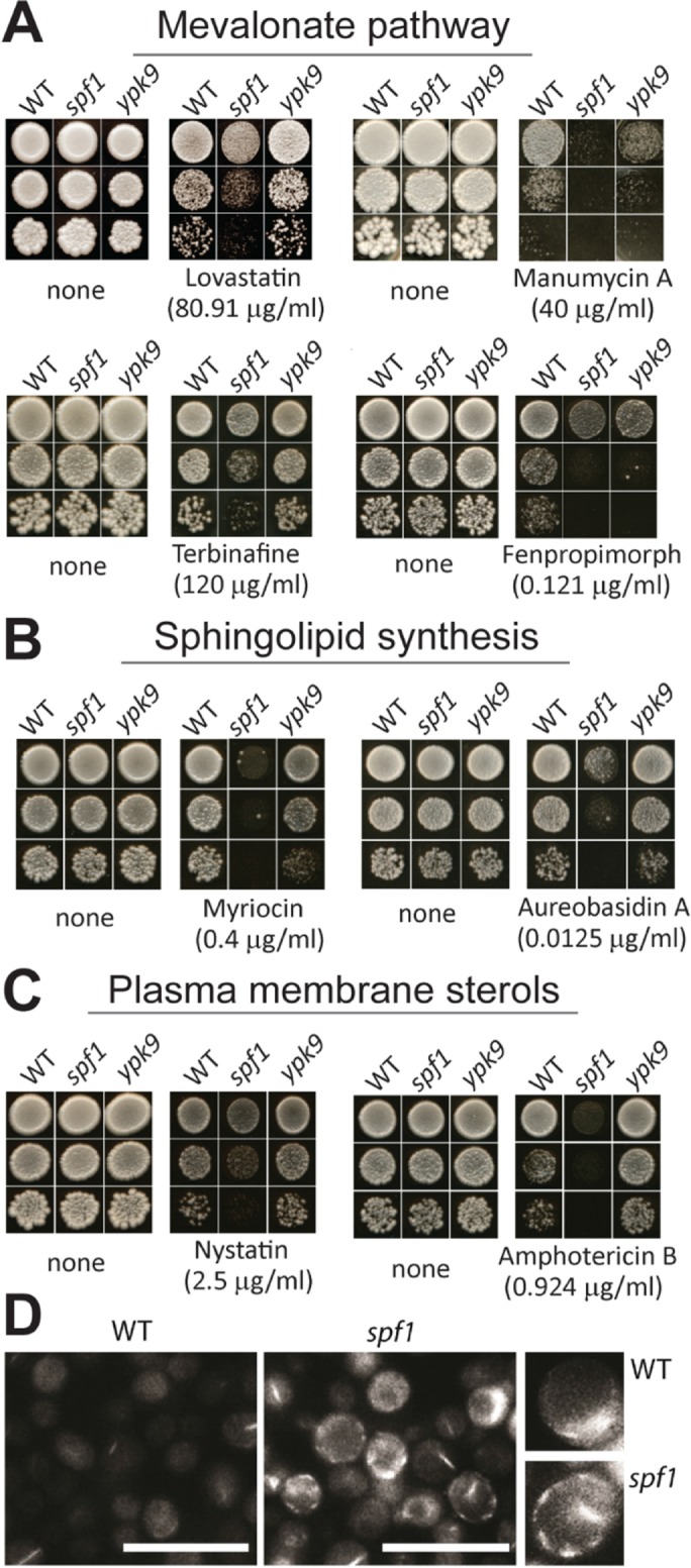 FIGURE 5: