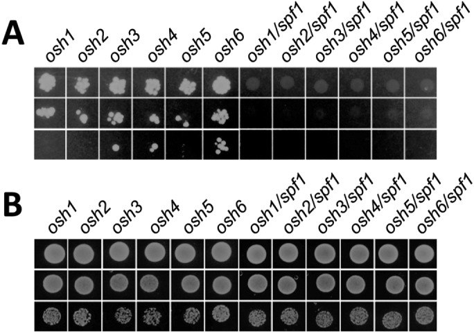 FIGURE 9: