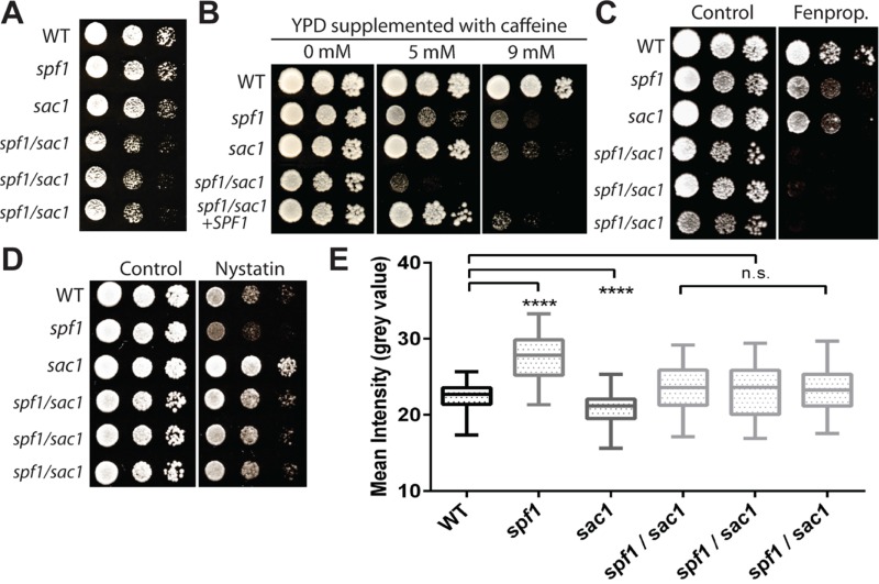 FIGURE 11: