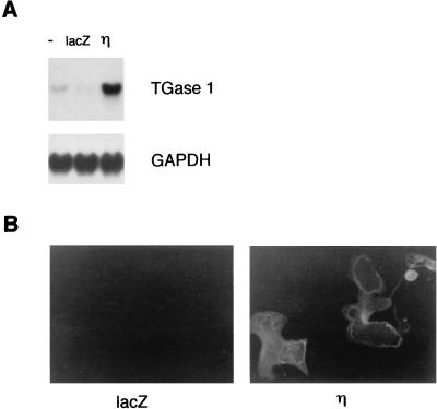 FIG. 7